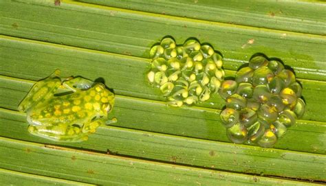 10 Incredible Glass Frog Facts