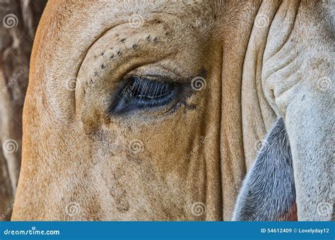 Close up on eye cow stock image. Image of reflective - 54612409