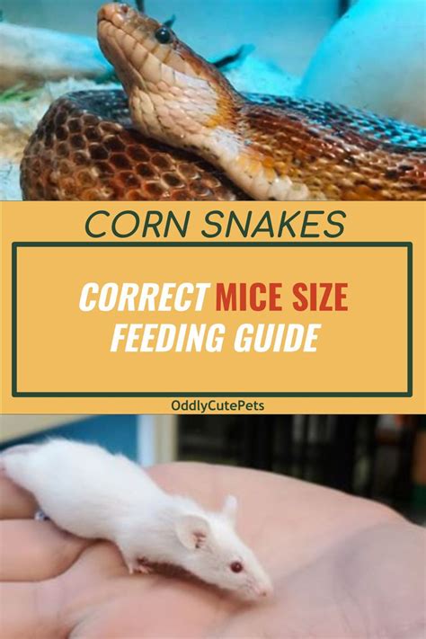 Corn Snake Food Size Chart