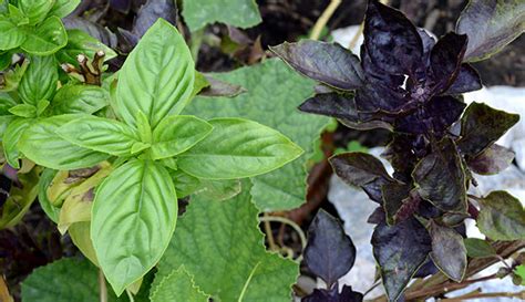 10 Basil Varieties & How to Use Them - Hobby Farms