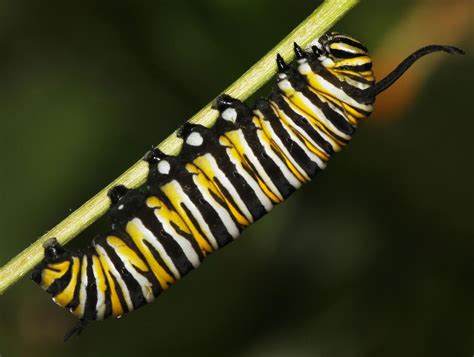 All of Nature: Monarch Caterpillar Prepares to Become Chrysalis