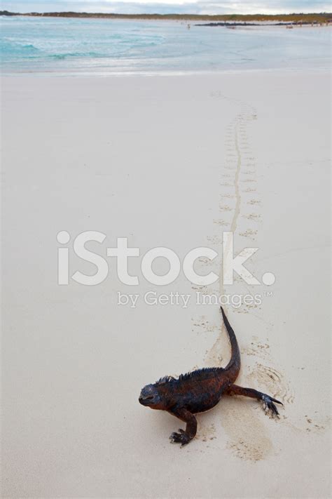 Galapagos Marine Iguana Stock Photo | Royalty-Free | FreeImages