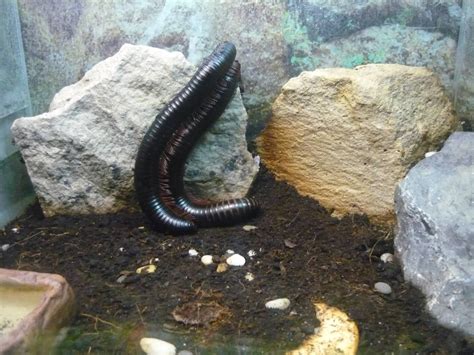 Giant millipede - ZooChat