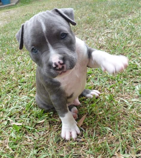 Blue Purebred American Staffy PUPS For Sale