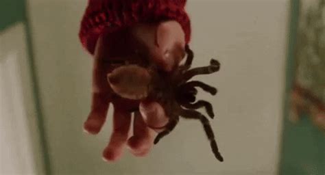 Home Alone Spider GIF by filmeditor - Find & Share on GIPHY