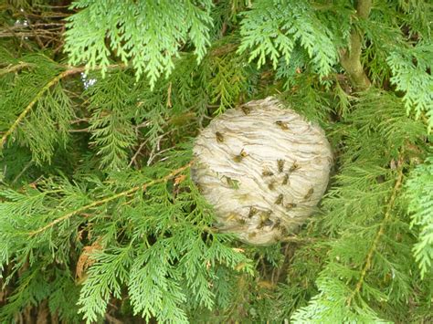 Wasp nest in tree 234853-Wasp nest in tree stump