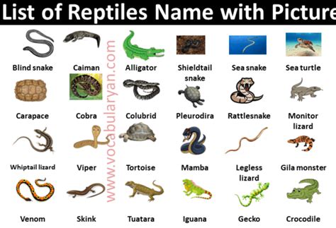 20 Reptiles name Archives – VocabularyAN