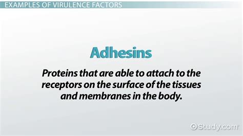 Virulence Factor: Definition & Examples - Video & Lesson Transcript ...