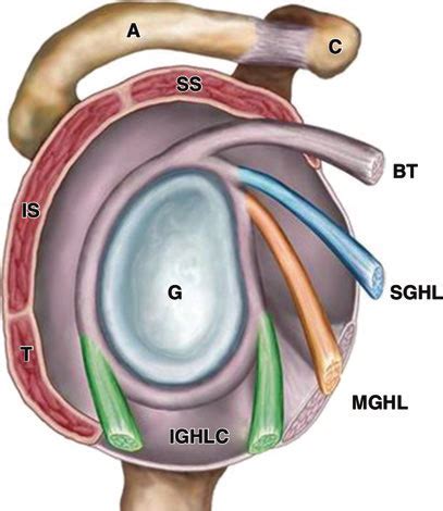 1 Glenohumeral ligament anatomy. Note the anterior (aIGHL) and... | Download Scientific Diagram