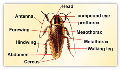 Define structure of a cockroach? toppr.com