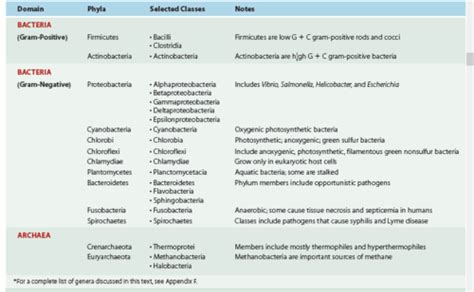 Chapter 11 Prokaryotic Classification Flashcards | Quizlet