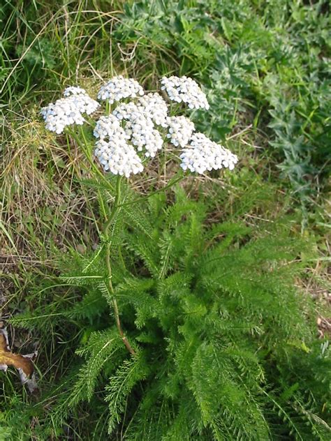 Achillea | Arcangea