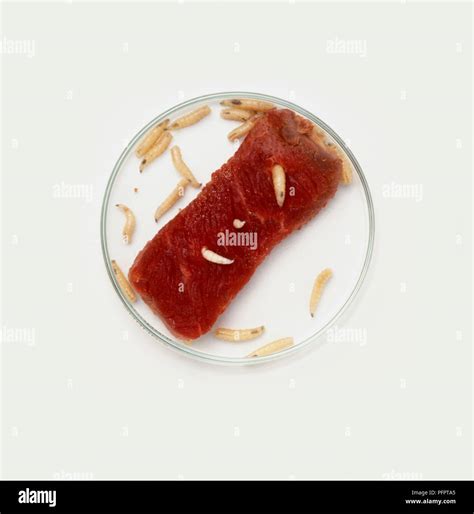 Maggots meat hi-res stock photography and images - Alamy