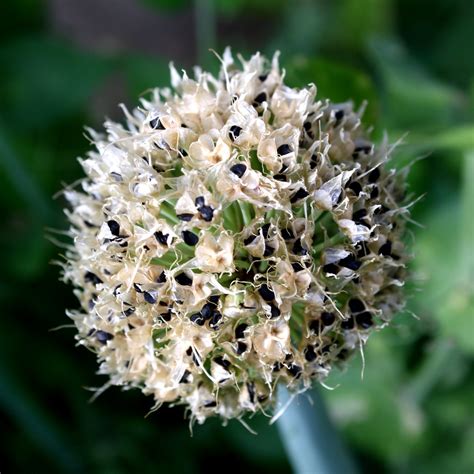 Onion Seed Pod Picture | Free Photograph | Photos Public Domain