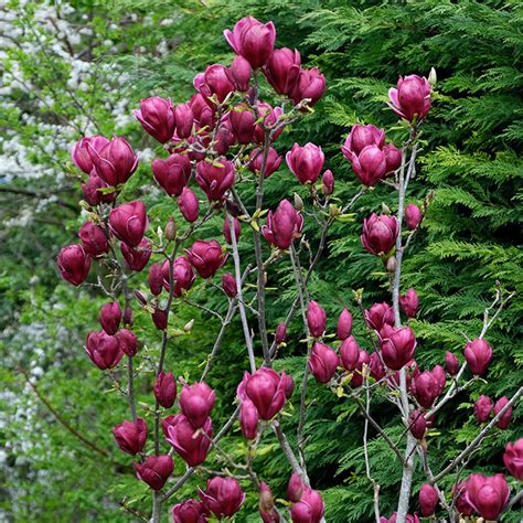 Magnolia Genie - Evergreen Nursery