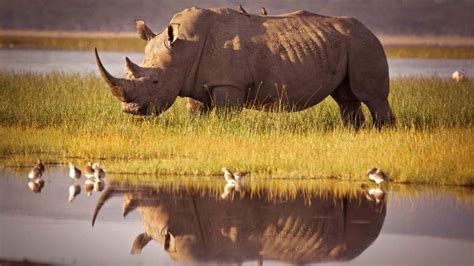 Rhinoceros | Windows Themes