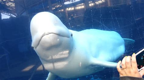 Mystic Aquarium Beluga Whales - Juno - YouTube