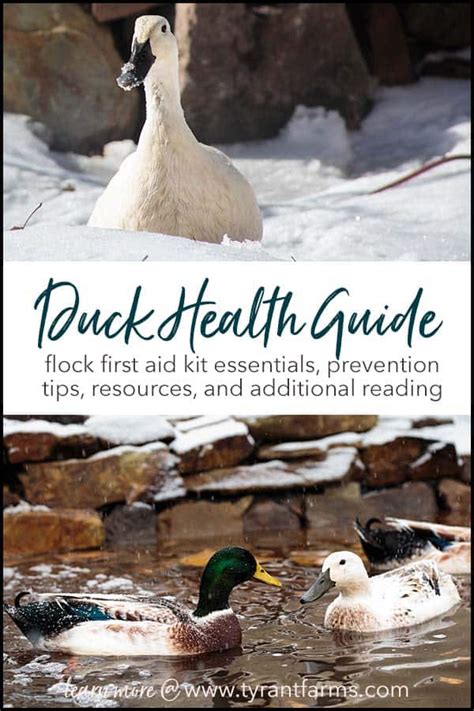 Duck health guide: first aid kit items, healthcare tips & more - Tyrant ...