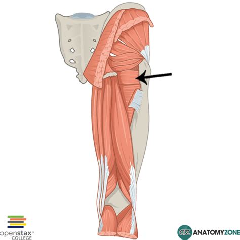 Quadratus Femoris • Muscular, Musculoskeletal • AnatomyZone