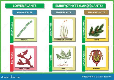 Plant Classification. Diversity of Living Green Plant Divisions. Vector Illustration. Stock ...