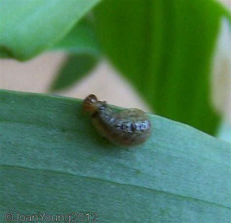 South African Photographs: Chrysomelidae - Leaf Beetle larvae