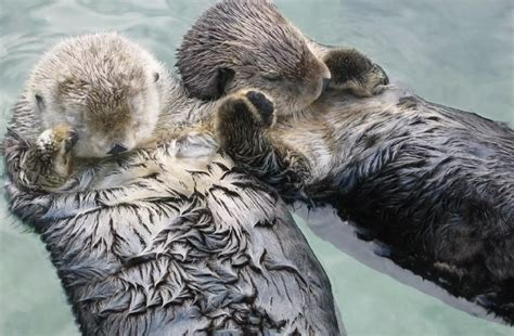 Otters hold hands while sleeping, so they don’t float away from each ...