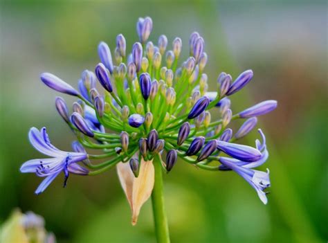 Dwarf Agapanthus | Buy Online Aus | Plants in a Box