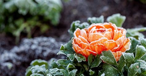 10 Winter-Blooming Flowers That Brighten Your Garden in the Darkest Season