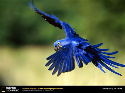 Hyacinth Macaw - Macaws Wallpaper (30728088) - Fanpop