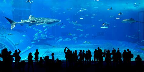 Dubai Aquarium & Underwater Zoo - book online | Tiqets