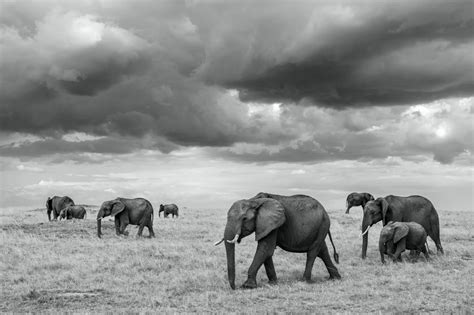 Black and White Photography Tips for Wildlife Photographers