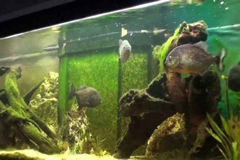 The Piranha Tank Setup - A Beginners Guide - Piranha Guide