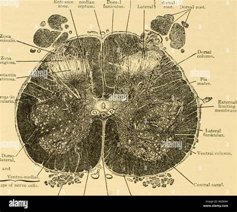 Cerebellum Arbor Vitae Histology