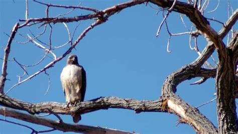 Ted Hughes – Hawk Roosting | Genius