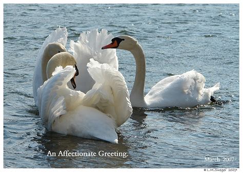 Swan Lovers