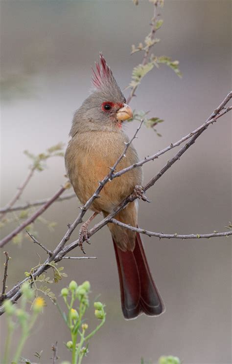 Pyrrhuloxia (Cardinalis sinuatus)