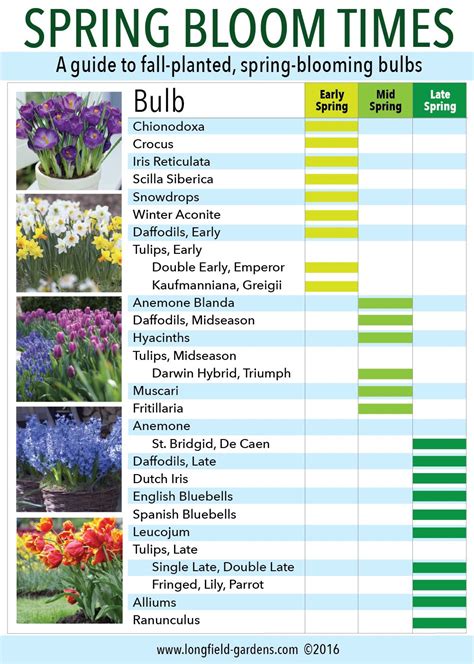 Bulbs And Seeds To Plant Now at Amanda Fuller blog