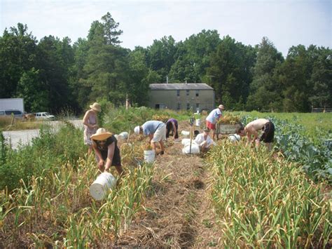 Checklist for a successful garlic harvest