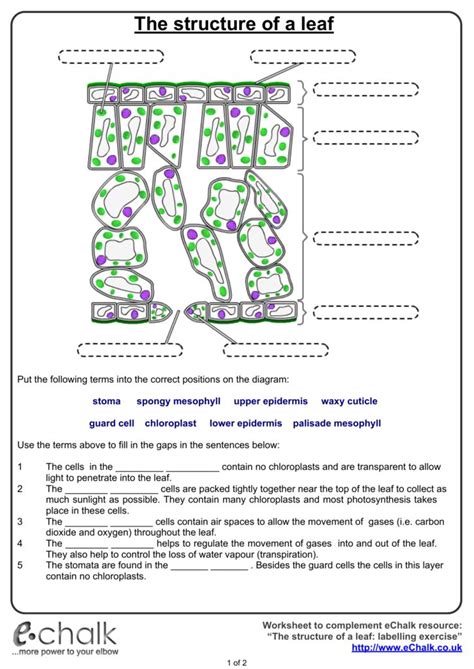 Leaf Structure And Function Worksheet Answers in 2020 | Leaf structure and function, Leaf ...