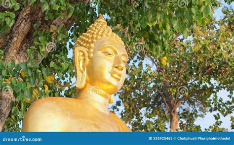 Golden Buddha Statue Under the Bodhi Tree Stock Footage - Video of ...