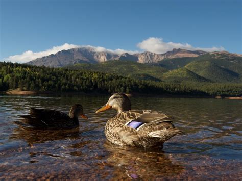 Pikes Peak Birding Trail