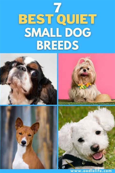 7 Best Quiet Small Dog Breeds (with Photos) - Oodle Life