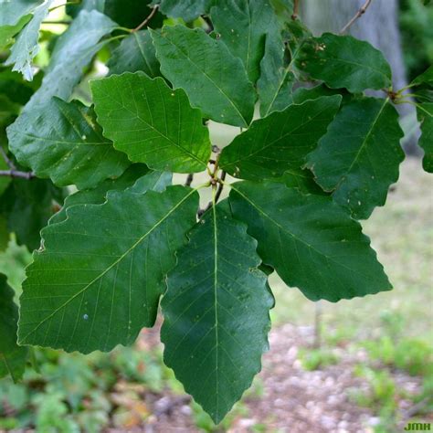 Chestnut oak | The Morton Arboretum