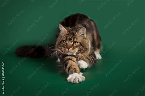 Tabby cute fluffy cat Maine Coon lying on a green Studio background ...