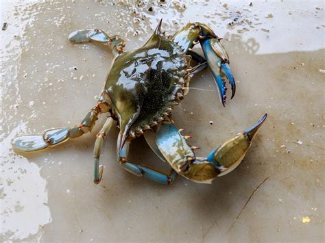 Blue Crabs - Facts, Diet & Habitat Information