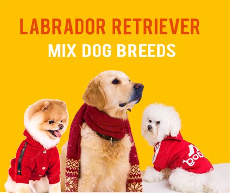 21 Most Popular Labrador Retriever Mix Dog Breeds - HubPages