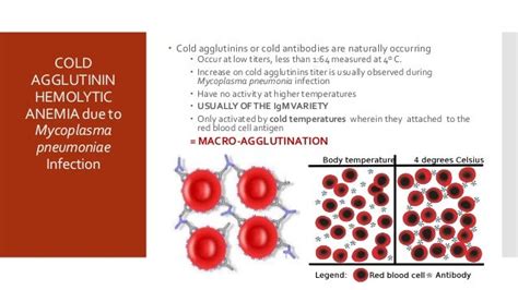 Villaester, hanisha cold agglutinin hemolytic anemia