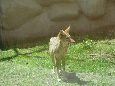 mexican coyote - ZooChat