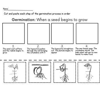 Stages Of Seed Germination Worksheet