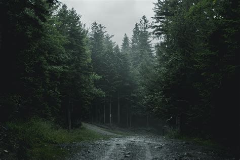 Free stock photo of dark, dark green, forest